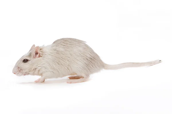 Rato ambulante — Fotografia de Stock