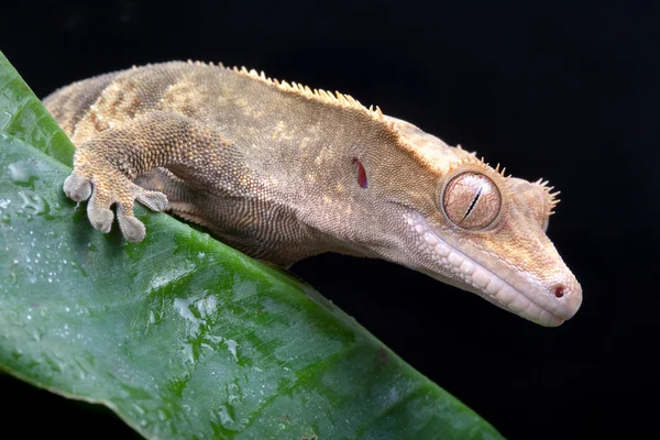 Nowe caledonian gecko — Zdjęcie stockowe