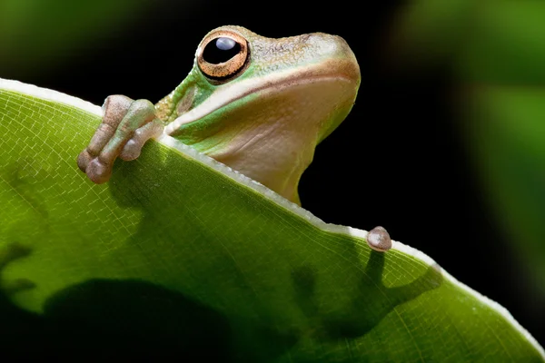 Деревна жаба тінь — стокове фото