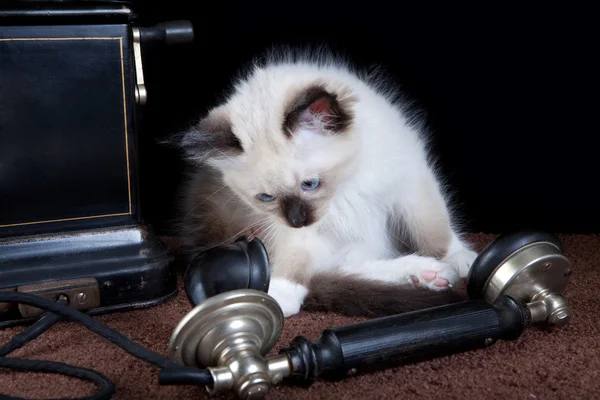 Кот на телефоне — стоковое фото