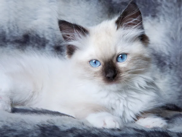 Mavi gözlü yavru kedi — Stok fotoğraf