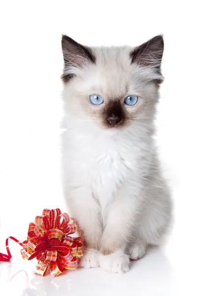Кошеня-рагулька зі стрічкою — стокове фото