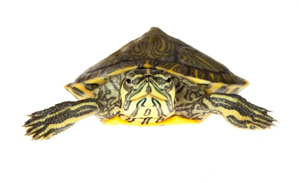 Απομονωμένες χελώνα — Φωτογραφία Αρχείου