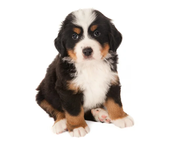 Mountain dog puppy — Stock Photo, Image