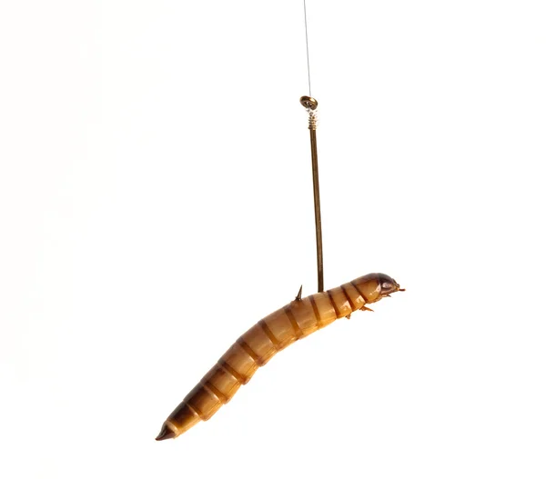 Worm on fish bait hook — Stock Photo, Image