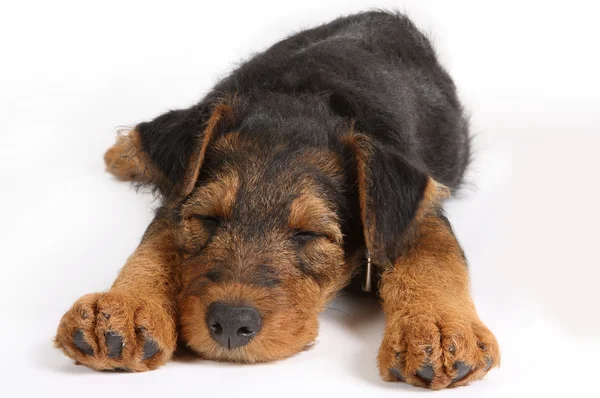 Uykulu terrier — Stok fotoğraf
