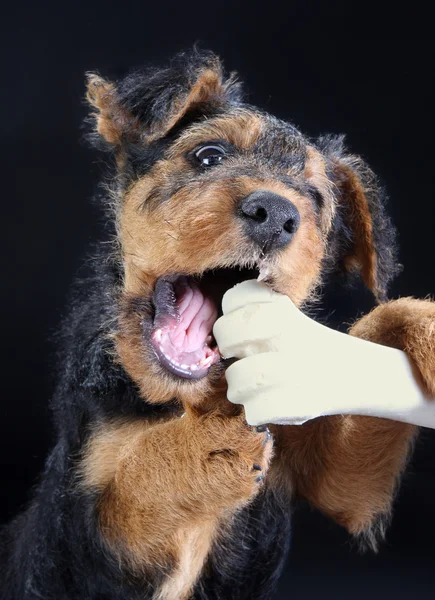 Büyük kemik küçük köpek yavrusu — Stok fotoğraf