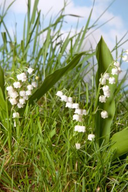 Lily-of-the-valley wildflowers clipart