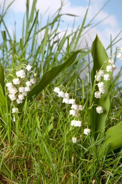 Stock image Lily-of-the-valley wildflowers