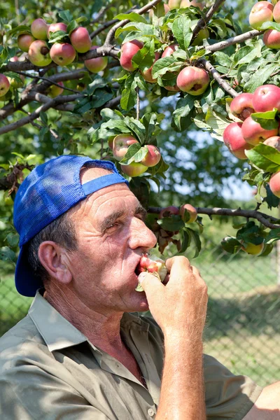 Old farmer tasting apples — Stock Photo, Image