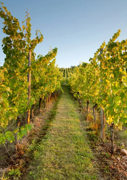 Rijen in een wijngaard — Stockfoto