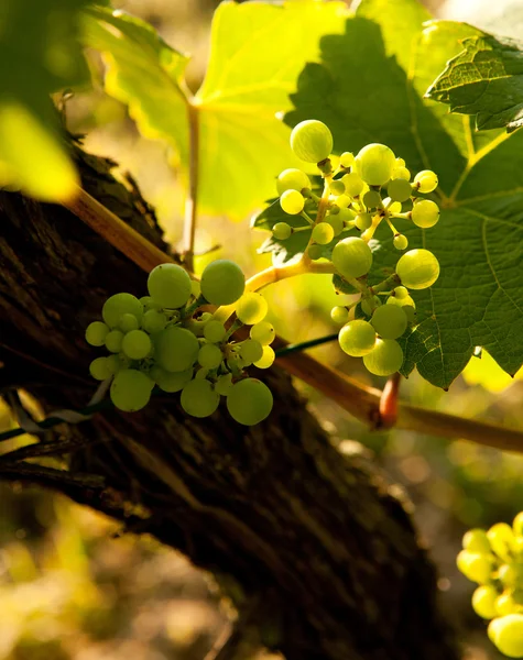Весенний виноград — стоковое фото