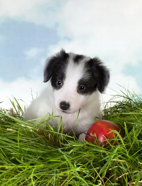Borda filhote de cachorro collie na grama — Fotografia de Stock