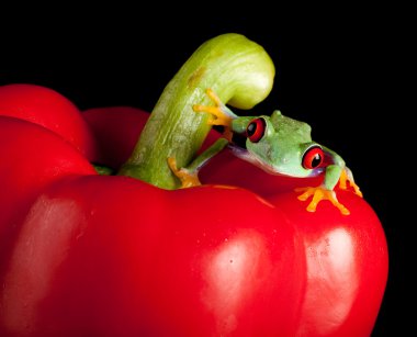 Red eyed frog on red pepper clipart