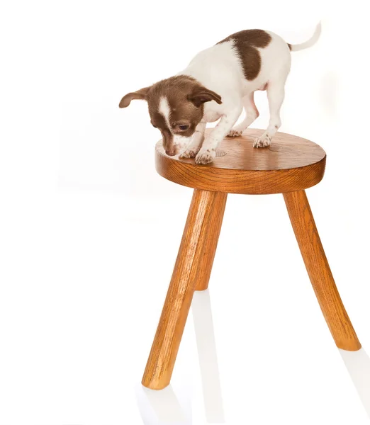 Dog with vertigo — Stock Photo, Image