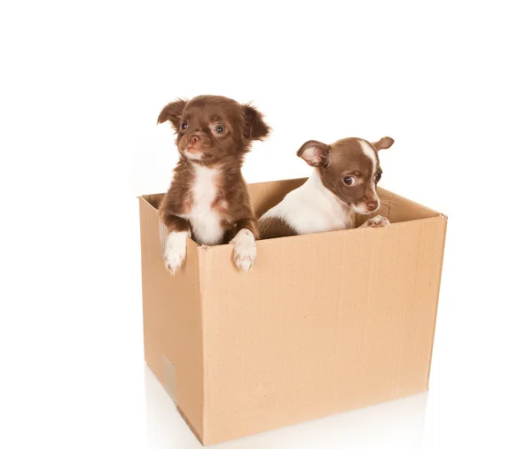 Dog relocation — Stock Photo, Image