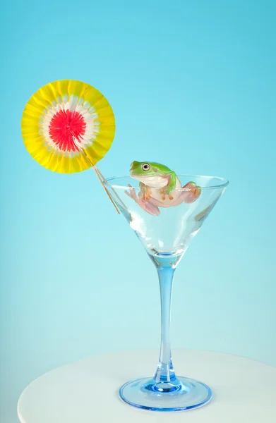 Tree frog celebrating — Stock Photo, Image