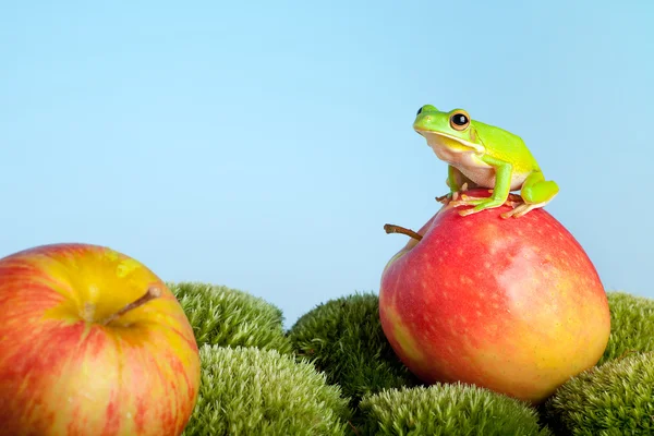 Лягушка на яблоке — стоковое фото
