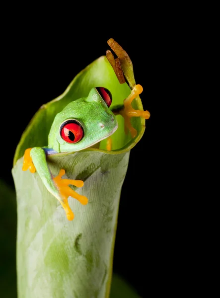 红眼睛在天然环境中的青蛙 — 图库照片