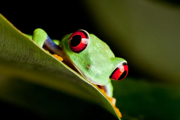 Rode eyed kikker op een blad — Stockfoto