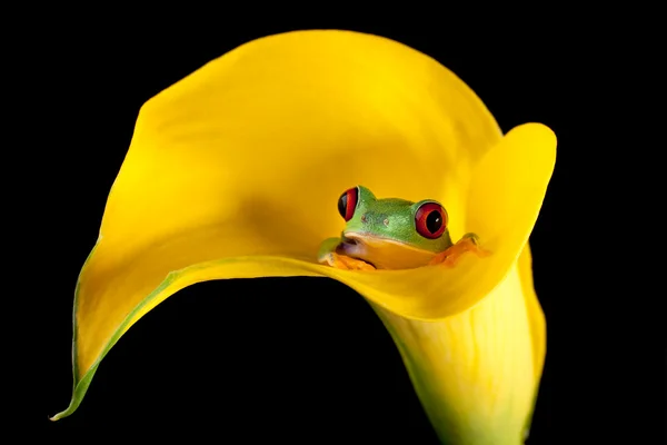 Kikker uit arum lily — Stockfoto
