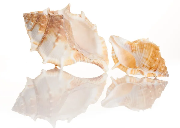 Iki deniz kabukları — Stok fotoğraf