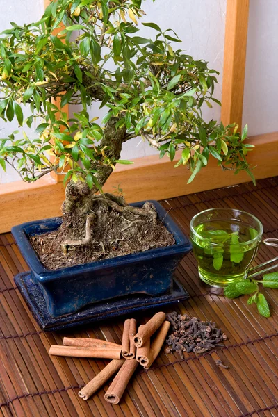 Zioła i bonsai — Zdjęcie stockowe