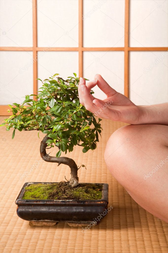 Meditation and bonsai
