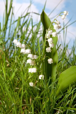 Wildflowers in grass clipart