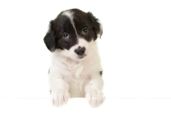 Puppy with a message card — Stock Photo, Image
