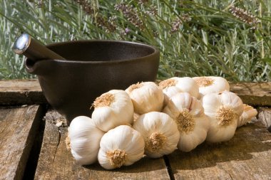 Garlic and mortar clipart