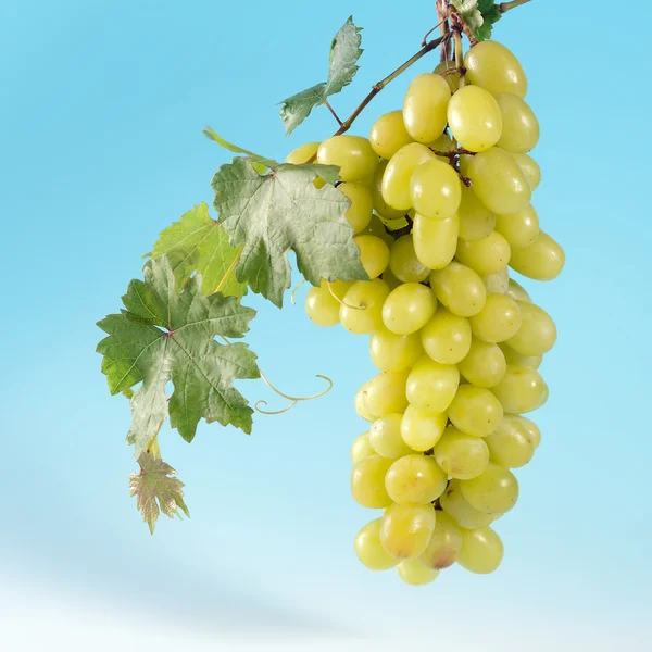 Seikat anggur — Stok Foto