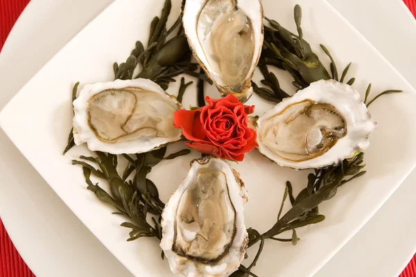 Oysters and roses — Stock Photo, Image