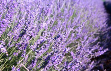 Lavender closeup clipart