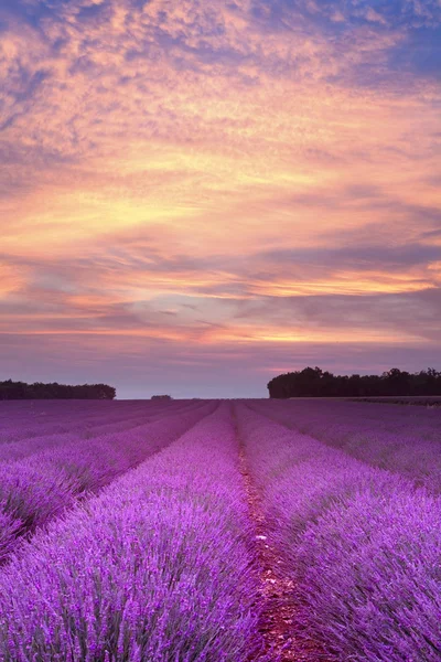 Puesta de sol de lavanda verano — Foto de Stock