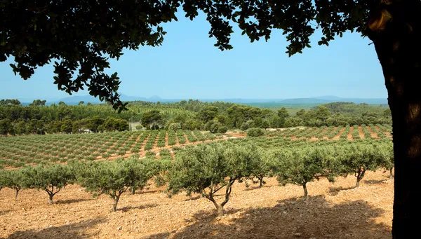 Оливкові дерева на сонці — стокове фото