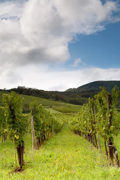 Виноград в регіоні Alsace — стокове фото