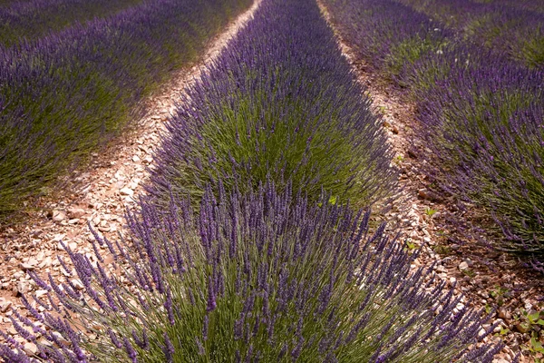 Rijen van lavendel — Stockfoto