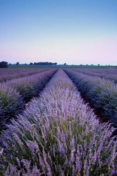 Paarse lavendel schoonheid — Stockfoto