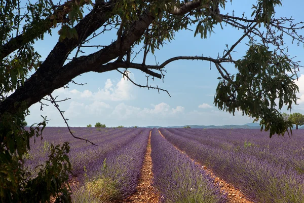 Franse lavendelvelden — Stockfoto
