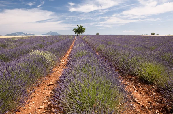 Provence Lavendelfeld — Stockfoto