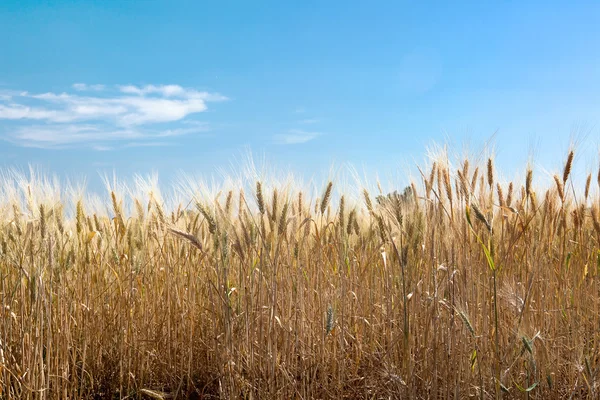 stock image Clouds over wheat