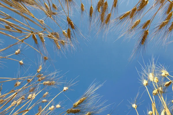 Пшениця і небо — стокове фото