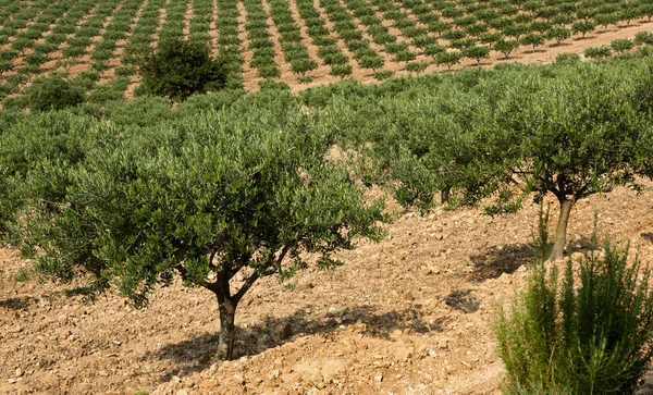 Olivträd i provence — Stockfoto