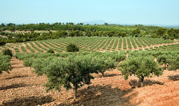 Olive grove у Франції — стокове фото