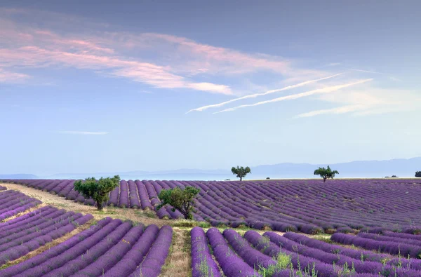 Eindeloze rijen van lavendel — Stockfoto