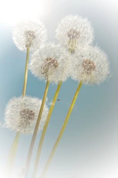 Summer dandelions — Stock Photo, Image
