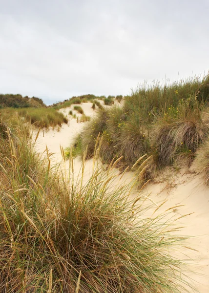 Песчаный путь — стоковое фото