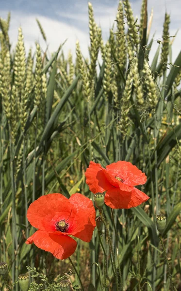 Gelincikler ve buğday — Stok fotoğraf