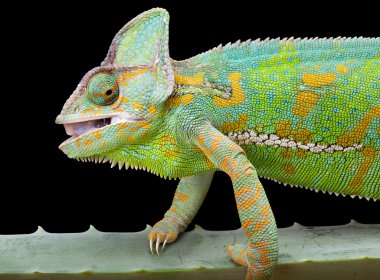 Yemen Chameleon clipart